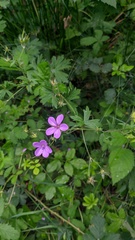 Geranium asphodeloides