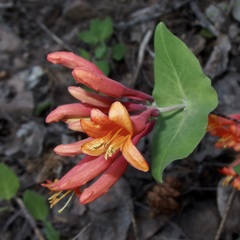 Lonicera arizonica