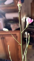 Stephanomeria thurberi