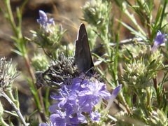Satyrium tetra