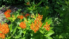 Asclepias tuberosa interior