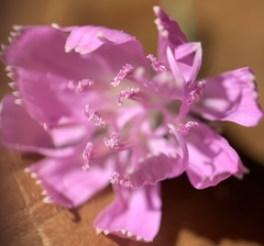 Stephanomeria thurberi