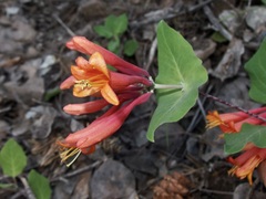 Lonicera arizonica