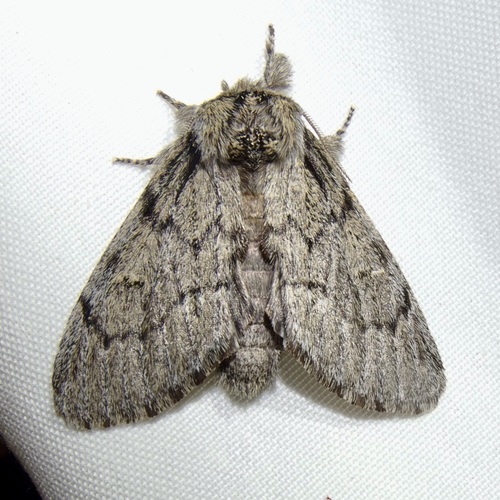Paraeschra tortuosa