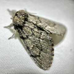 Paraeschra tortuosa