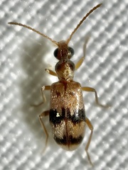 Notoxus gelidus