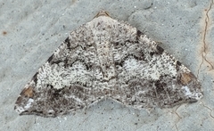 Macaria granitata