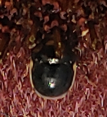 Corimelaena lateralis