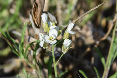 Physaria ovalifolia alba