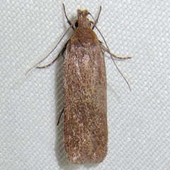 Gelechia panella