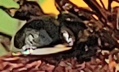 Corimelaena lateralis