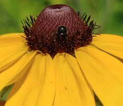 Corimelaena lateralis