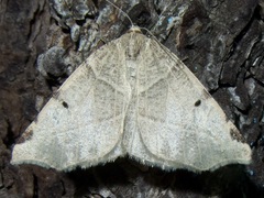 Neoterpes graefiaria