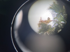 Accipiter cooperii