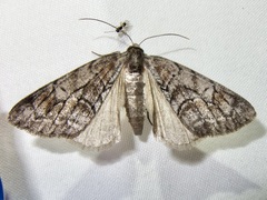 Galenara
