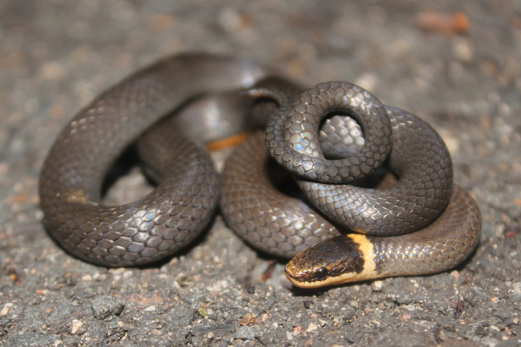 Northern Ringneck Snake (Reptiles Of North Park) · INaturalist