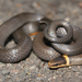 Northern Ringneck Snake - Photo (c) Alex Karasoulos, some rights reserved (CC BY), uploaded by Alex Karasoulos
