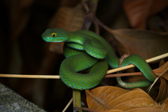 Trimeresurus macrops