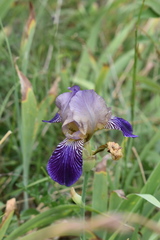 Iris