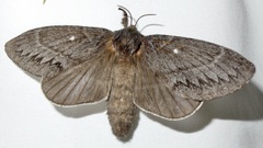 Gloveria arizonensis