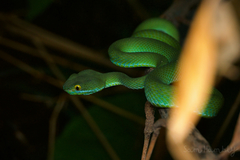 Trimeresurus macrops