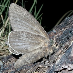 Gloveria arizonensis