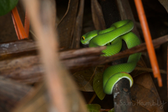 Trimeresurus macrops