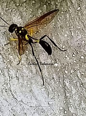 Pristaulacus auricomus