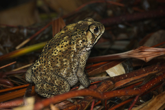 Duttaphrynus melanostictus