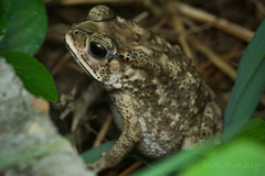Duttaphrynus melanostictus