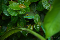 Trimeresurus macrops