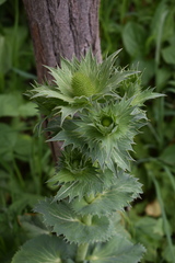Eryngium planum