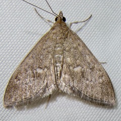 Mecyna mustelinalis