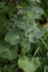 Eryngium planum