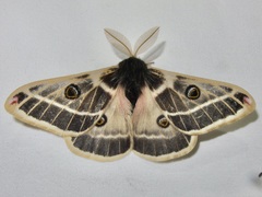 Agapema homogena