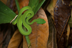 Trimeresurus macrops