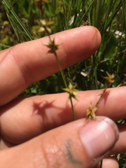 Carex echinata