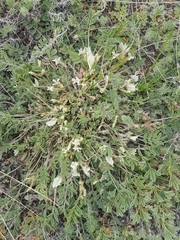 Astragalus scaberrimus