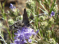 Satyrium tetra