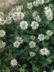 Trifolium repens