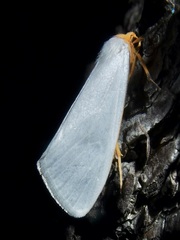 Agylla septentrionalis