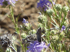 Satyrium tetra