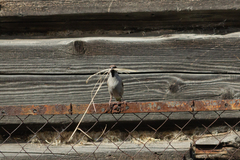 Passer montanus montanus