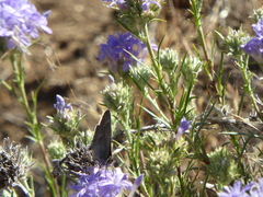 Satyrium tetra