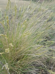 Festuca sibirica