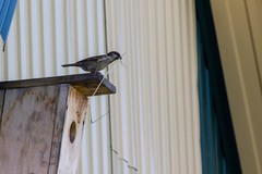 Passer montanus montanus