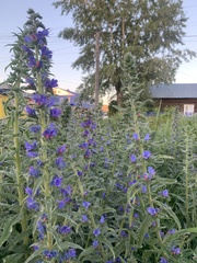 Echium vulgare