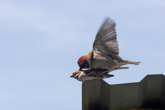 Passer montanus montanus