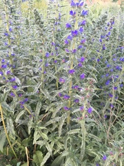 Echium vulgare