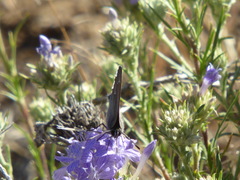 Satyrium tetra